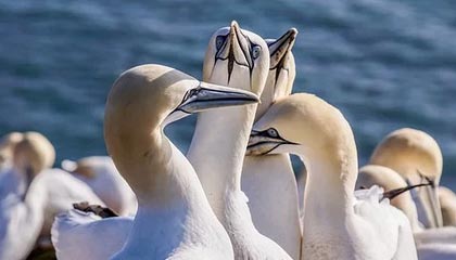 开云-奥地利乒乓球队奇迹逆袭韩国，波尔绝境反转荣登巅峰