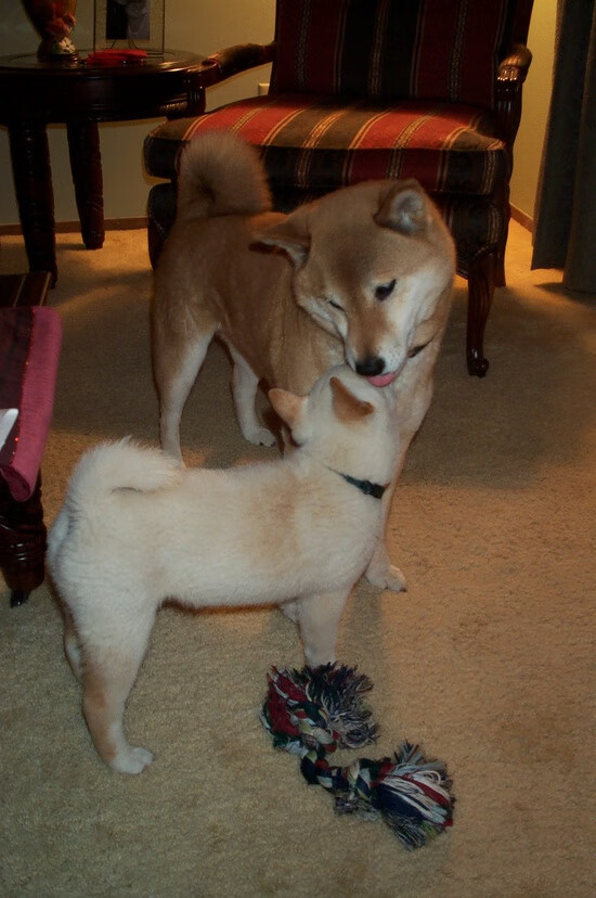 开云-意甲？欧国联！从苏格兰稳健克瑞士，看战术纪律与临场博弈的胜利