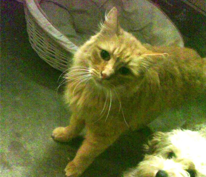 奥利维耶一球封神，当隐形人用一脚射门改写了威尔士足球历史